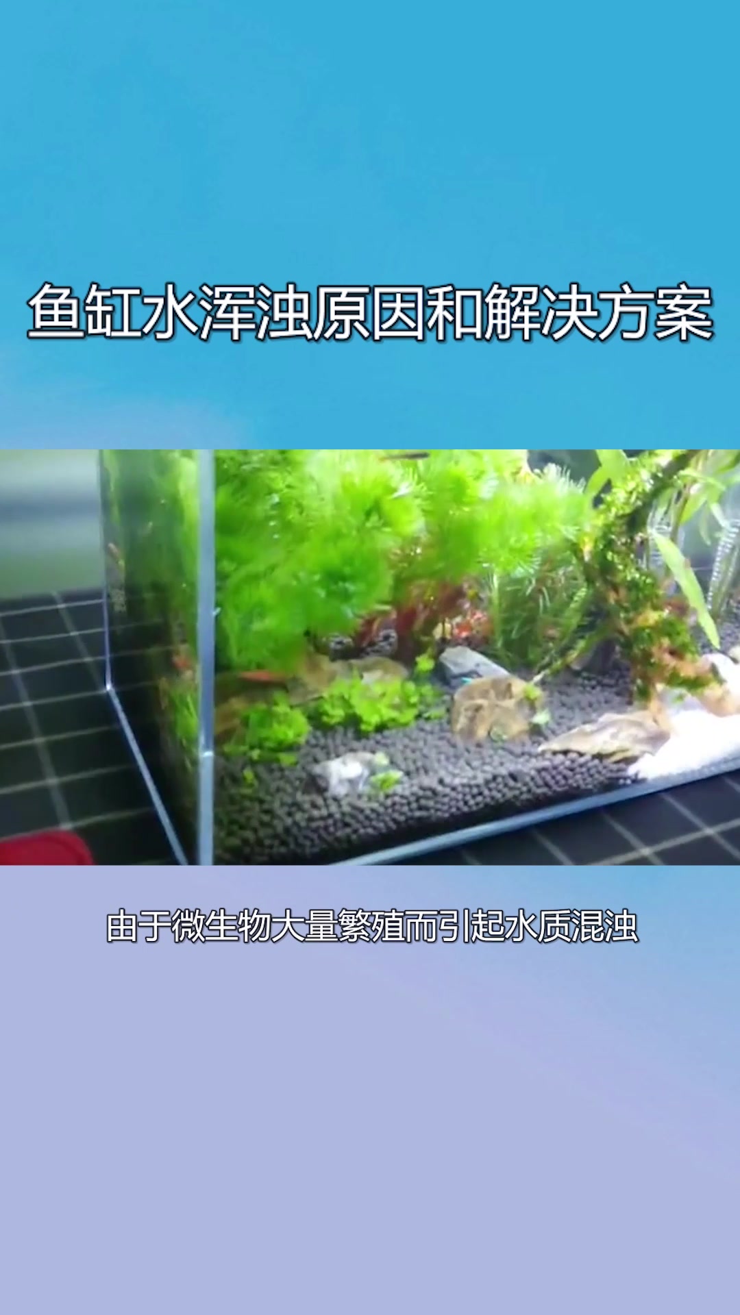 鱼缸水浑浊原因和解决方案