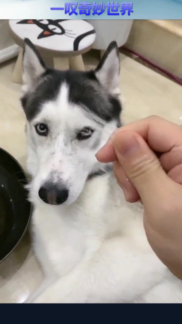 听到老子要切狗肉,二哈像脚底踩了风火轮,跑慢一步狗命就不保