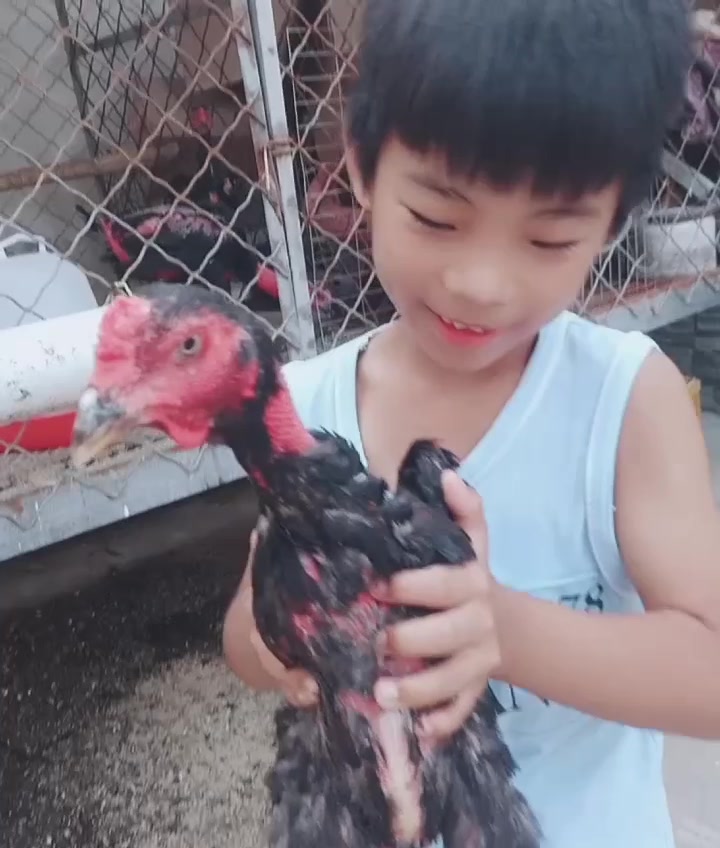 看小孩抱的3斤多越南斗鸡苗,都抱不动了