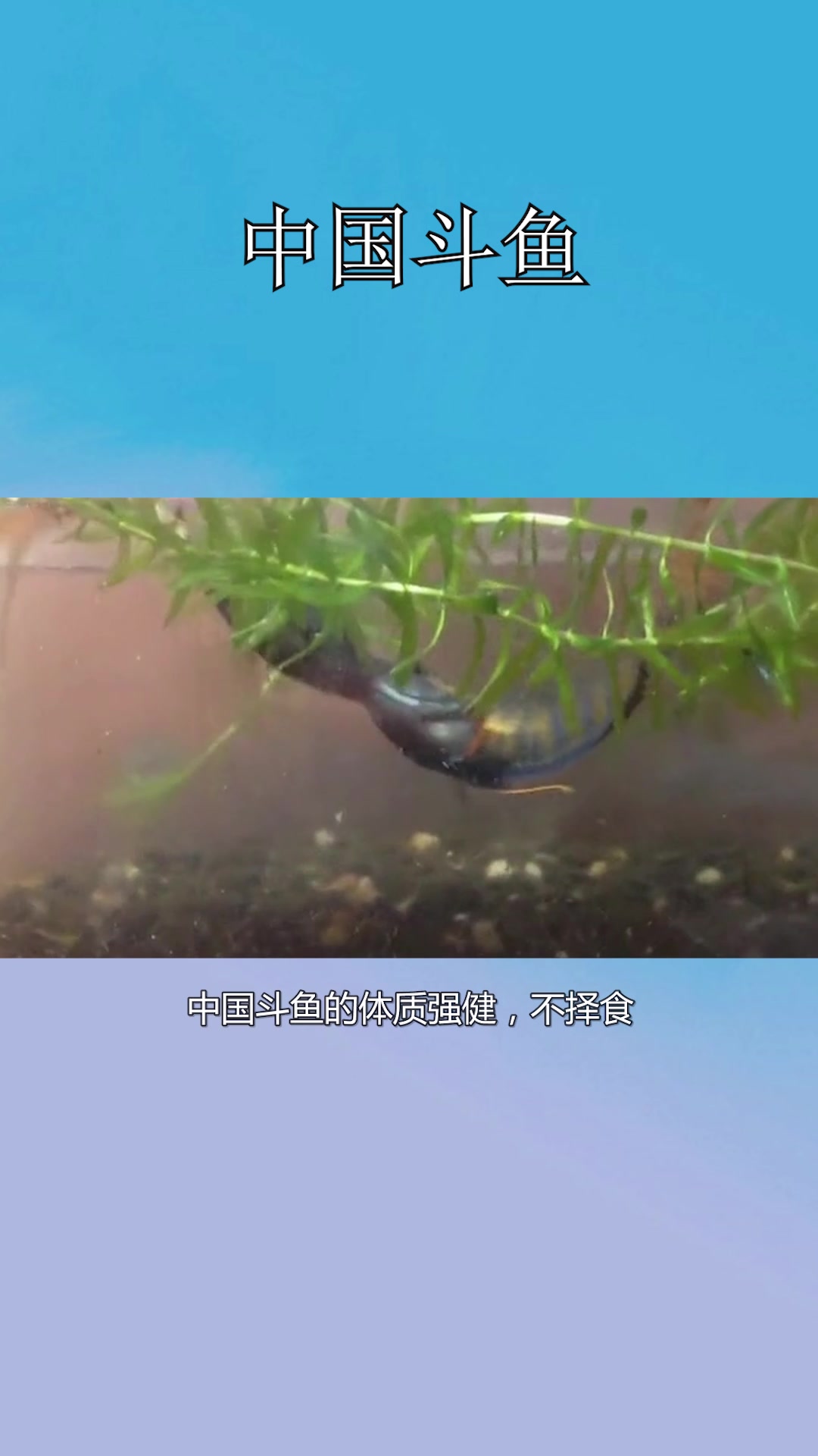 中国斗鱼相关介绍