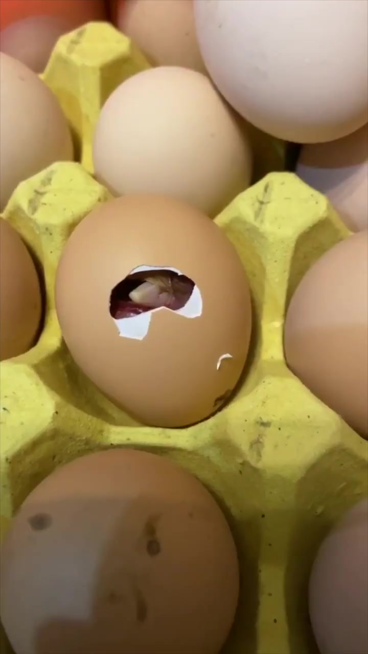 鸡蛋放空调房里10天孵出小鸡,主人:孵出4只,还有蛋已破壳