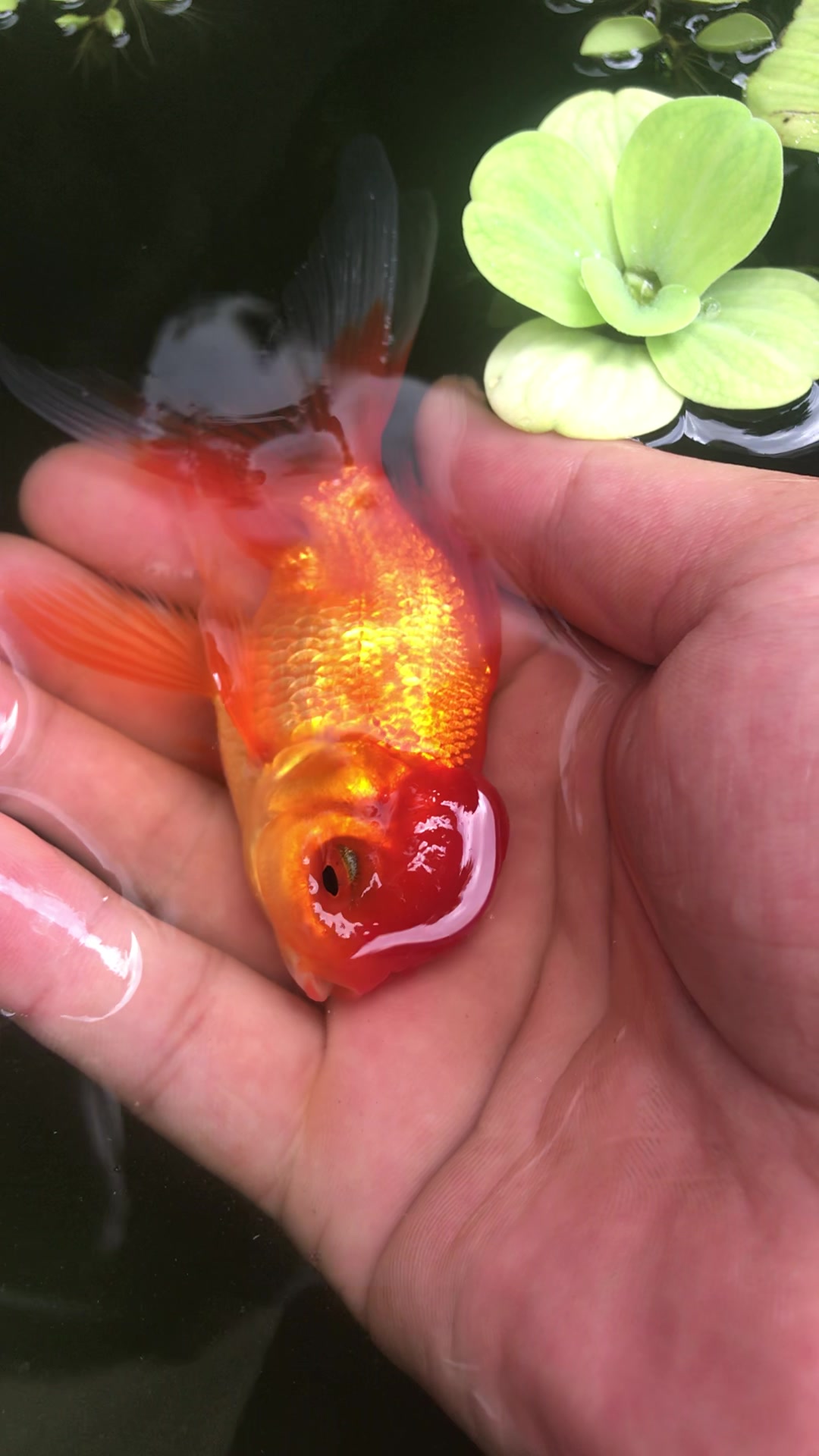 这是什么品种的金鱼