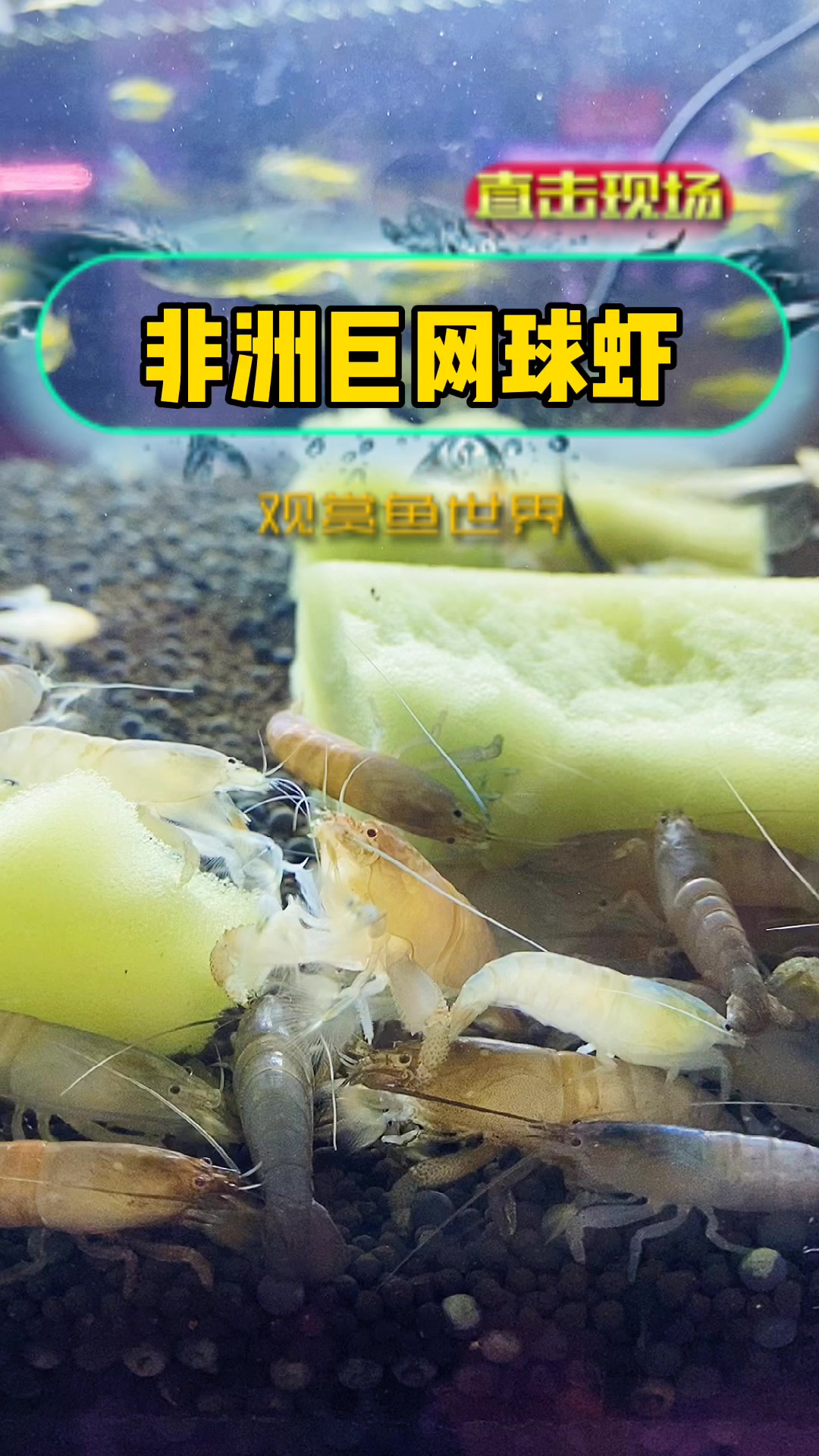 非洲巨网球虾,清洁小能手,每天举着小手挥呀挥。水清鱼靓!