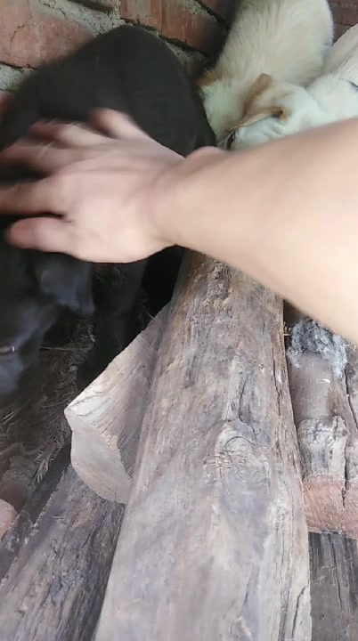 新来的小黑狗,大家给他取个名字吧,是个木的噢