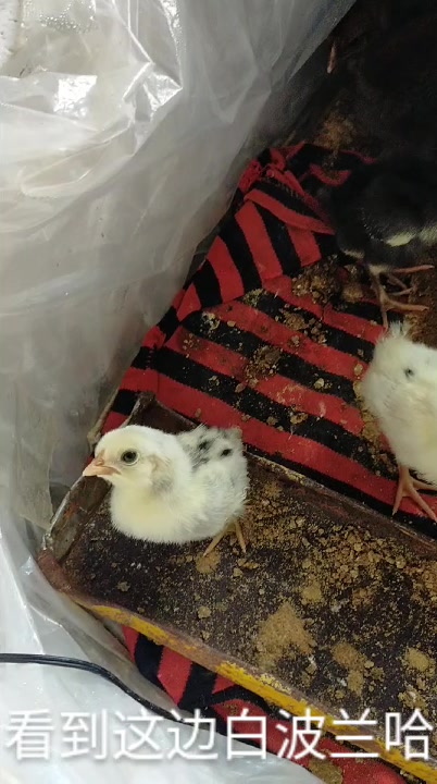 白波兰鸡红波兰鸡长尾鸡帽子鸡银脖子鸡