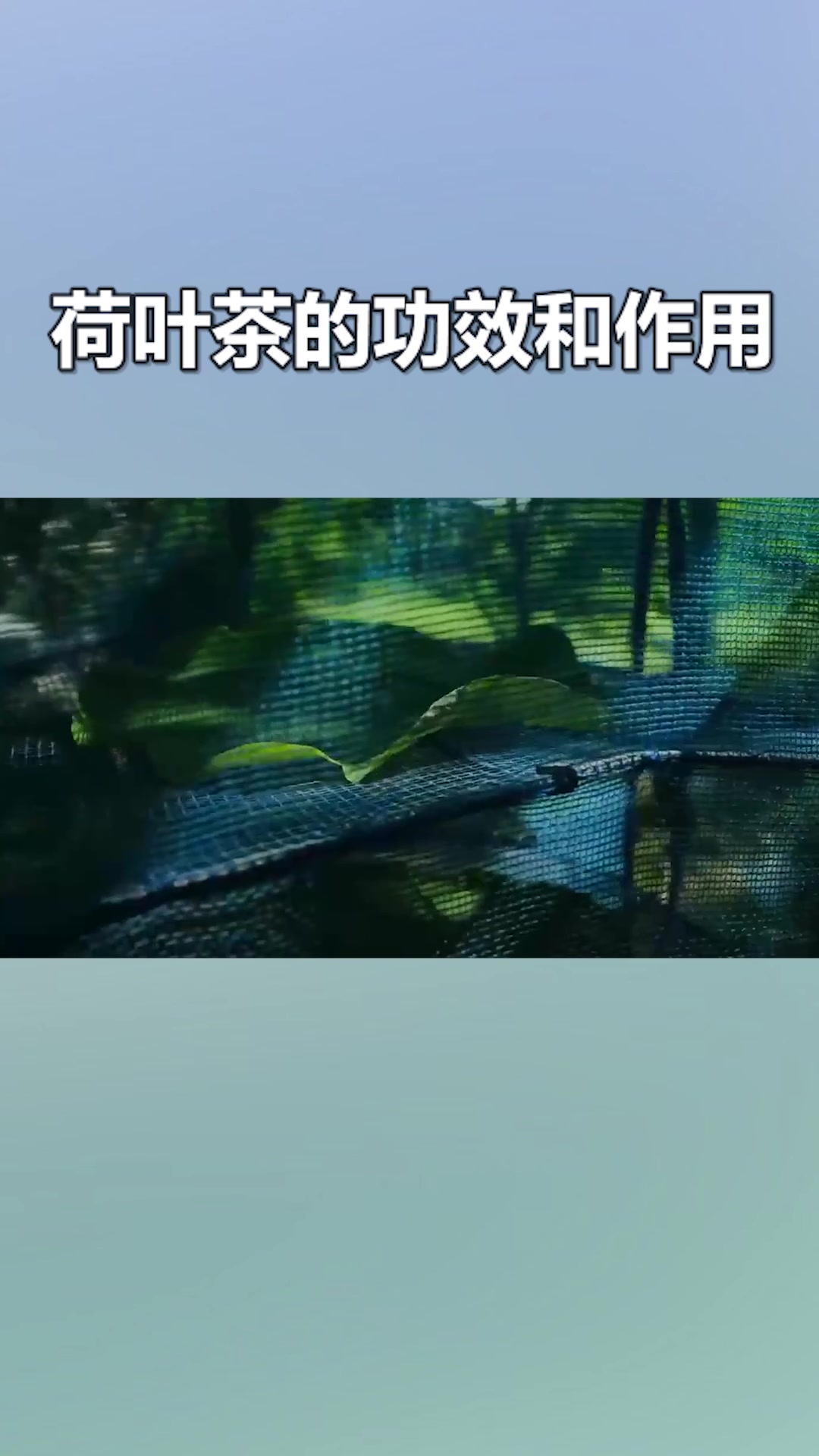 荷叶茶的功效和作用