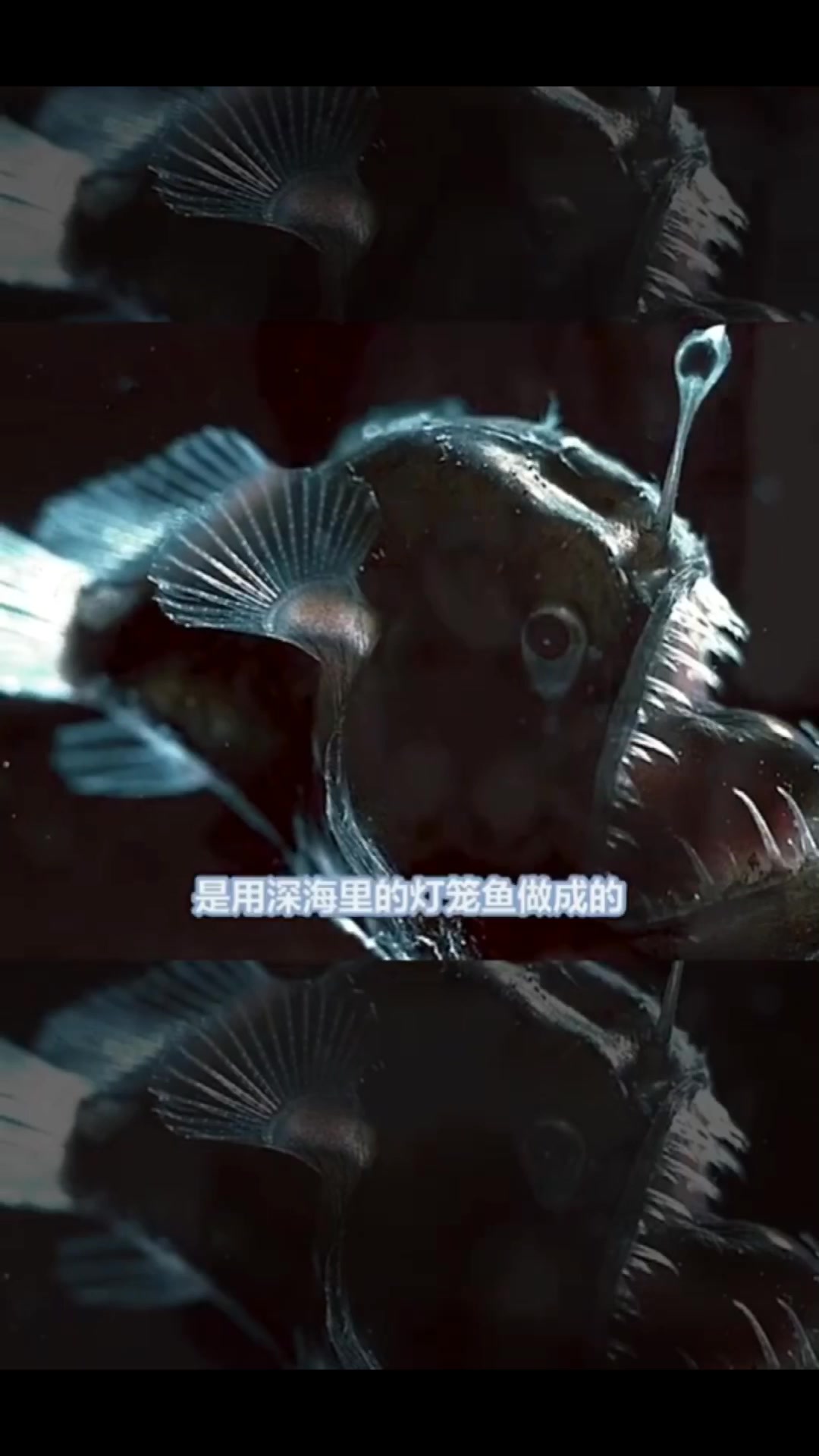 世界上最贵的饺子,一盘3万3你敢吃么