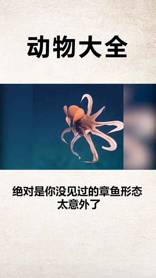 变形的章鱼,你爱了吗