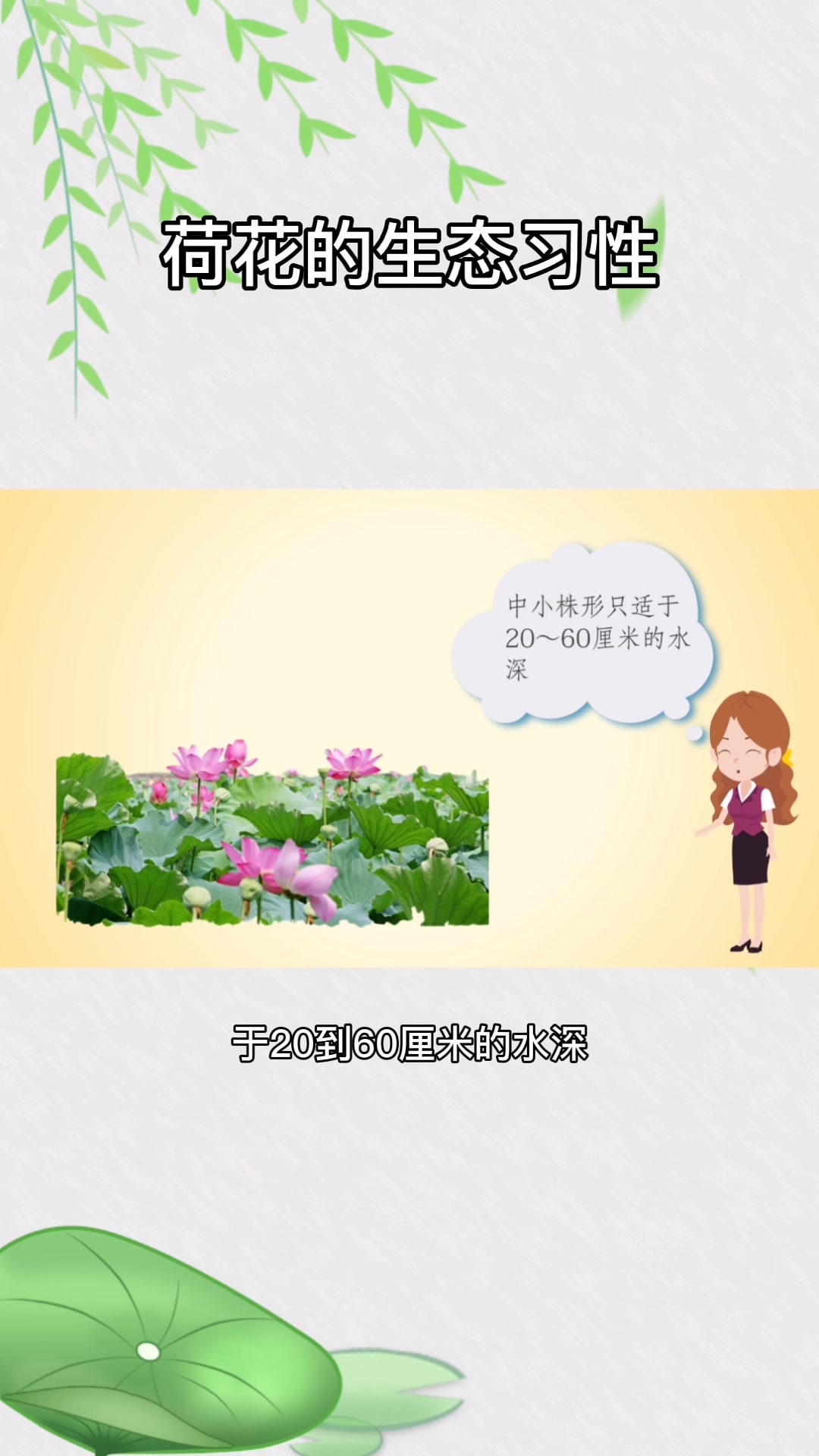 荷花的生态习性介绍