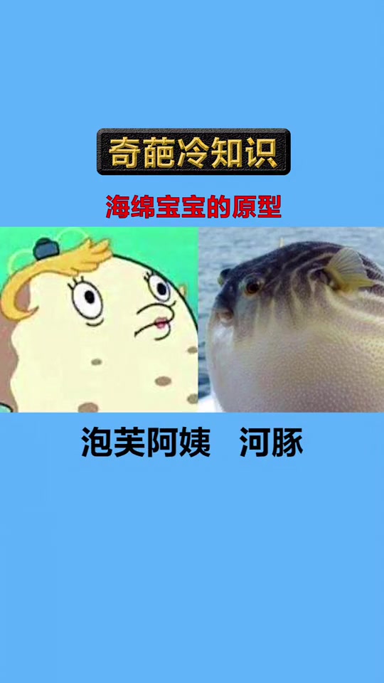 你知道海绵宝宝里面的原型,都是什么吗