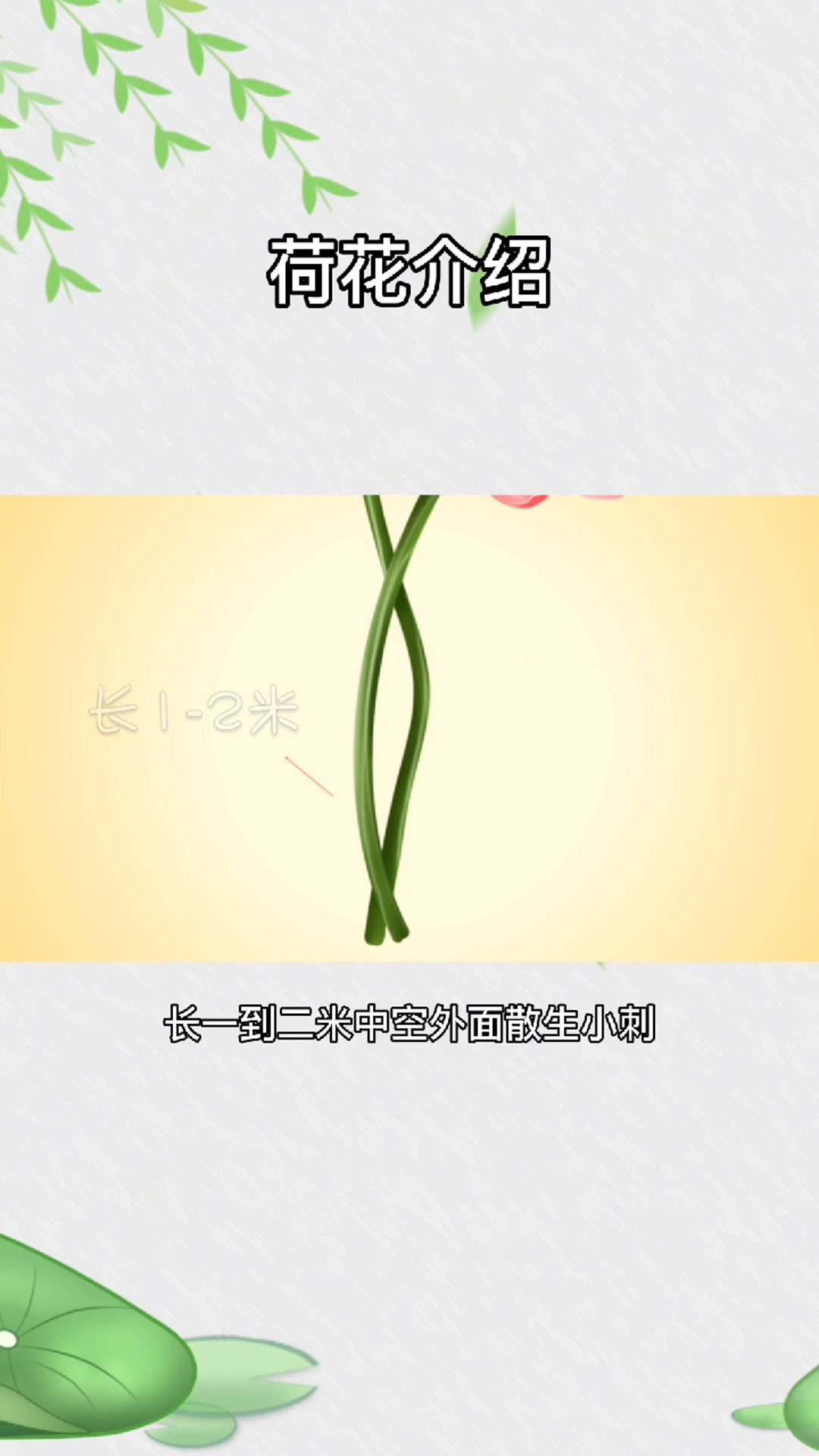 植物荷花相关介绍