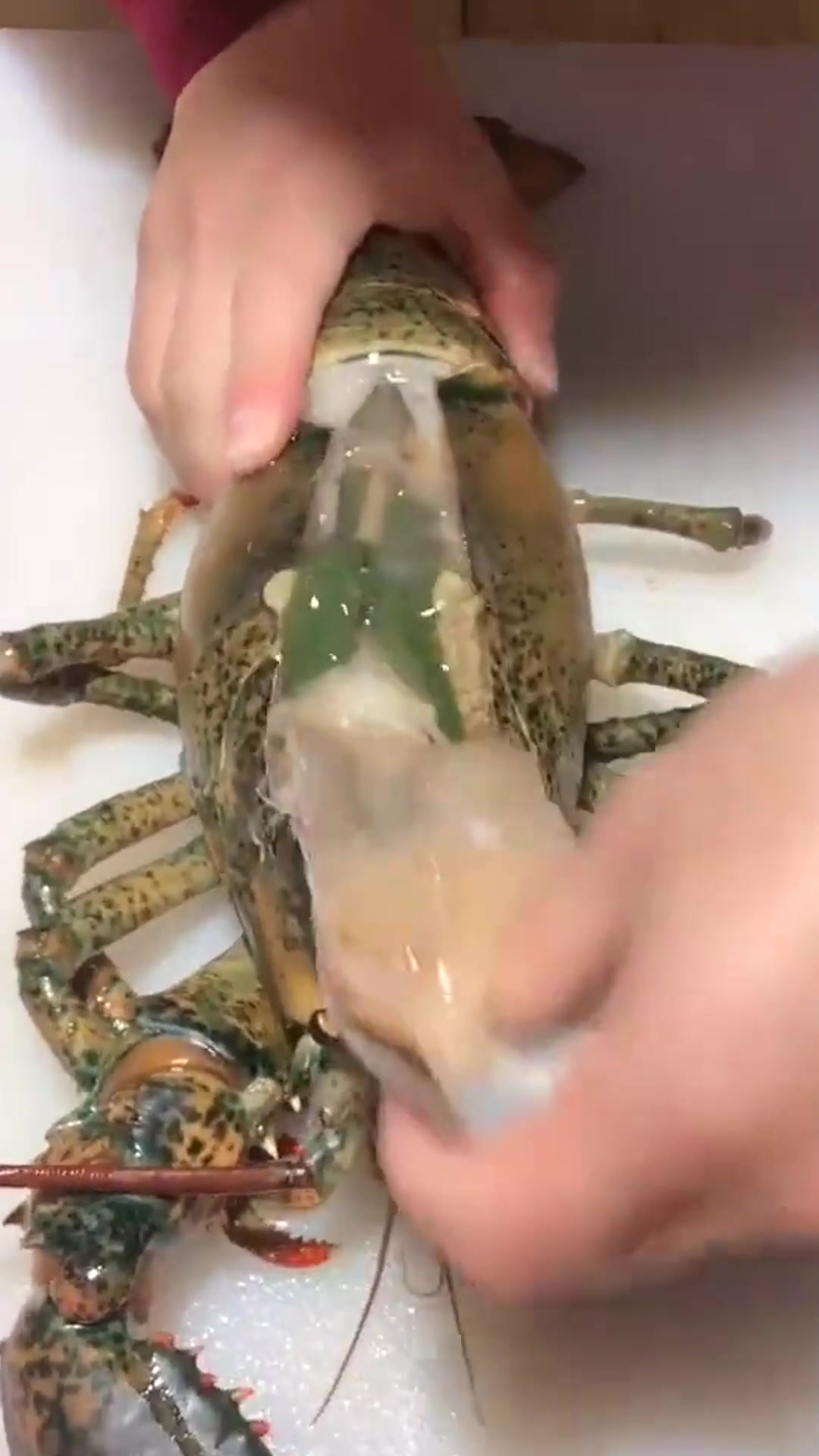 波士顿龙虾籽,快来看看吧
