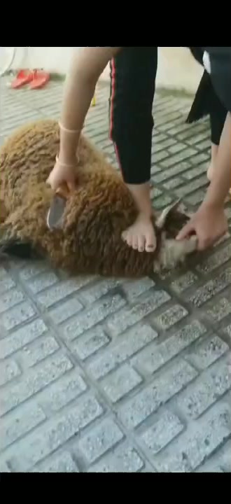 美女杀羊1女汉子天下