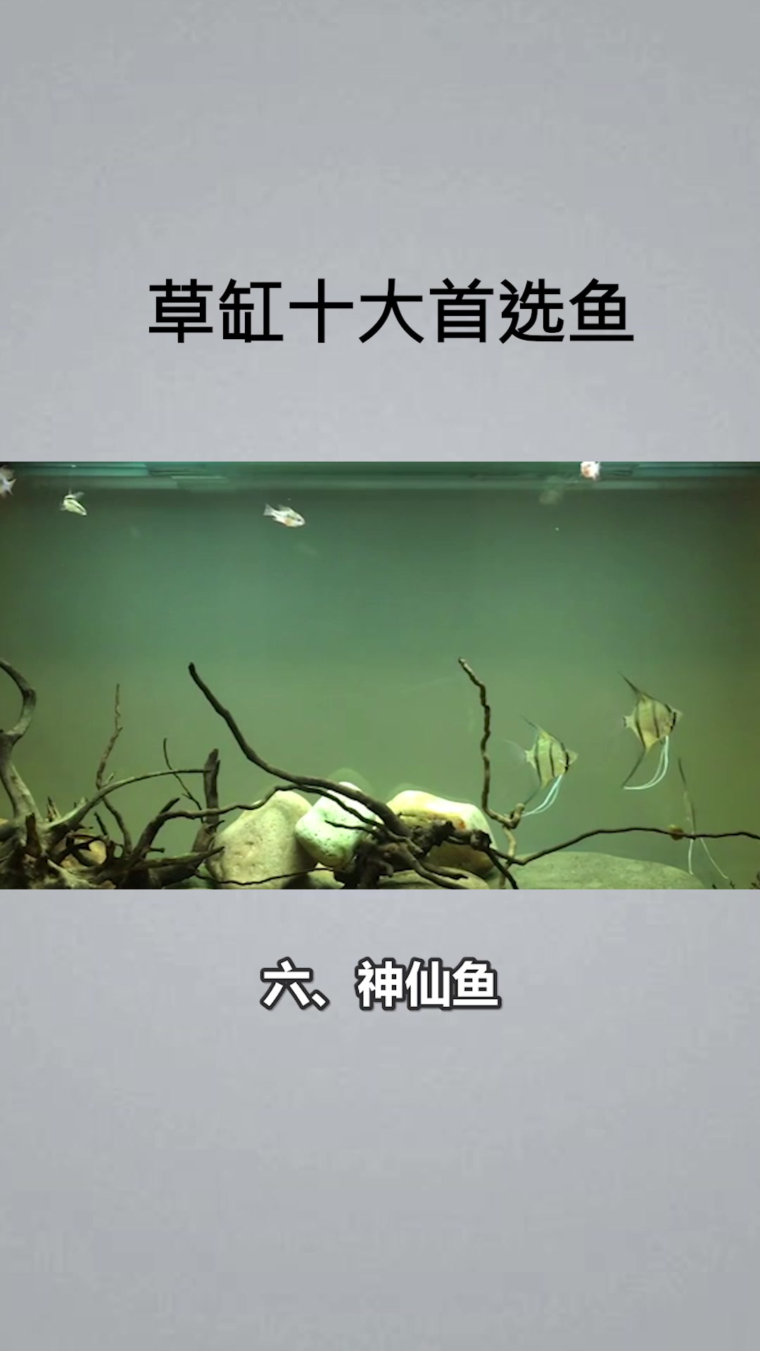 草缸十大首选鱼有什么