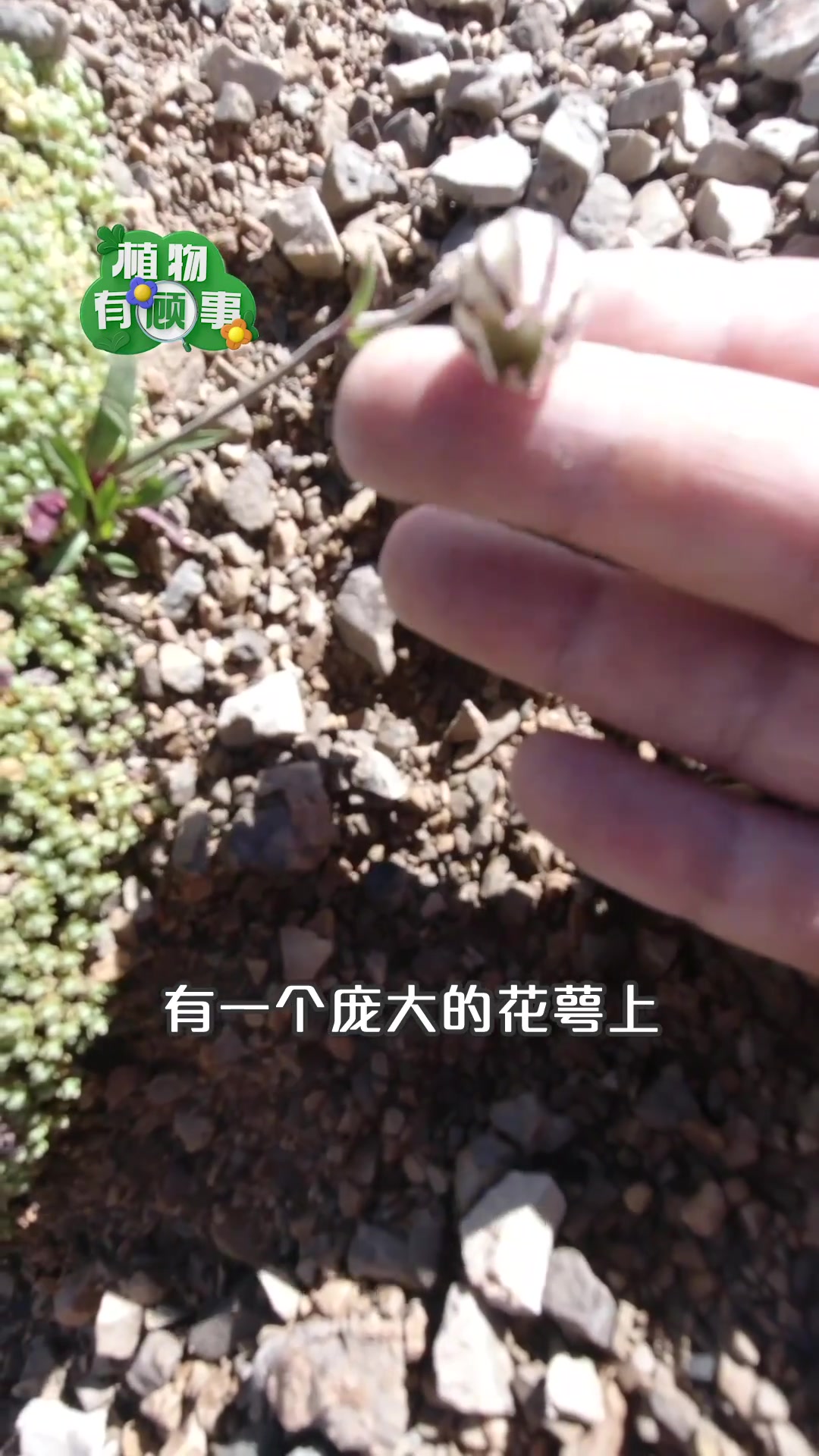 长得像苍蝇的植物?喜马拉雅蝇子草