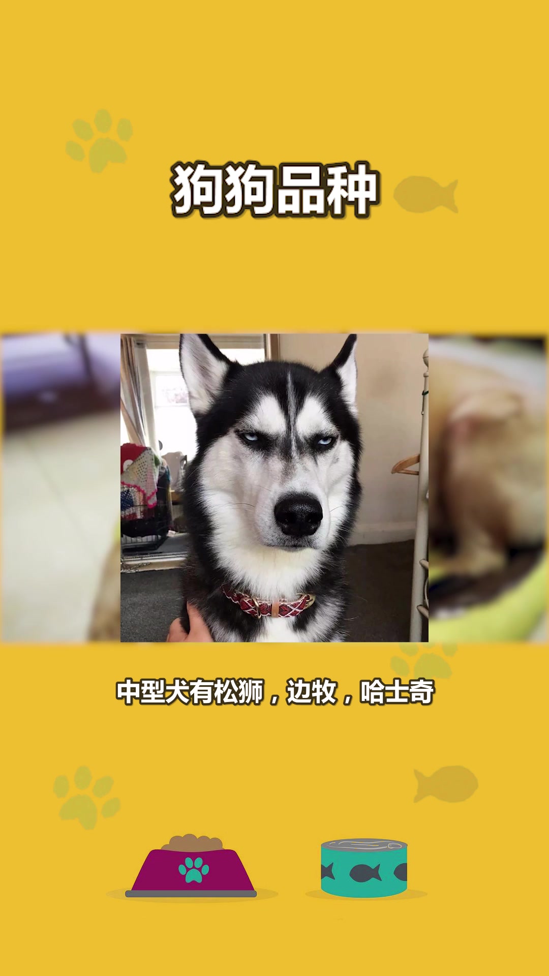 快速了解狗狗品种#星知计划#