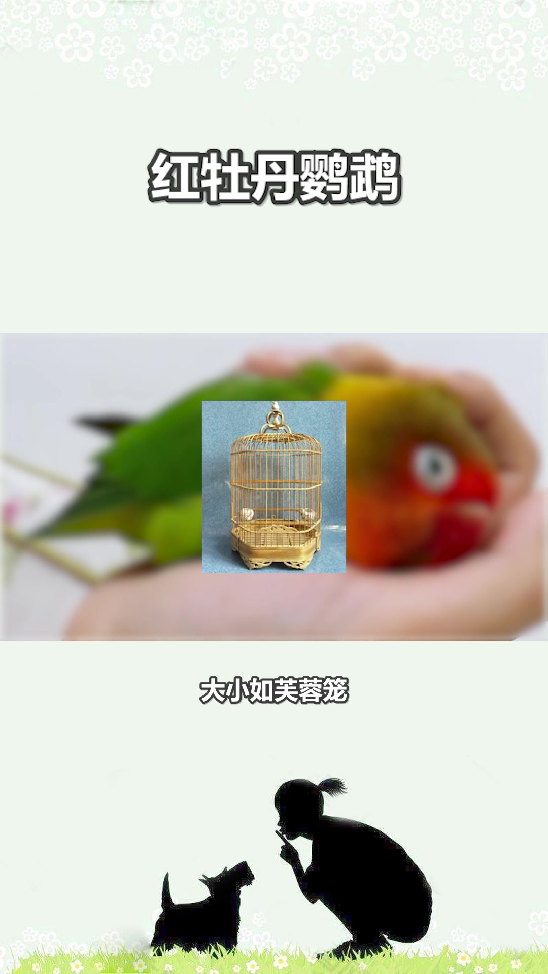快速了解红牡丹鹦鹉#星知计划#