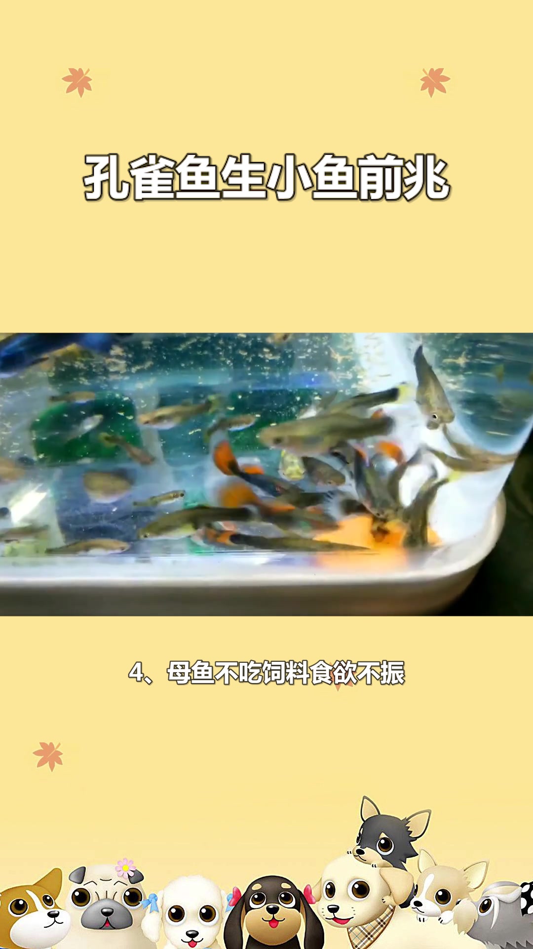 孔雀鱼生小鱼前兆#星知计划#