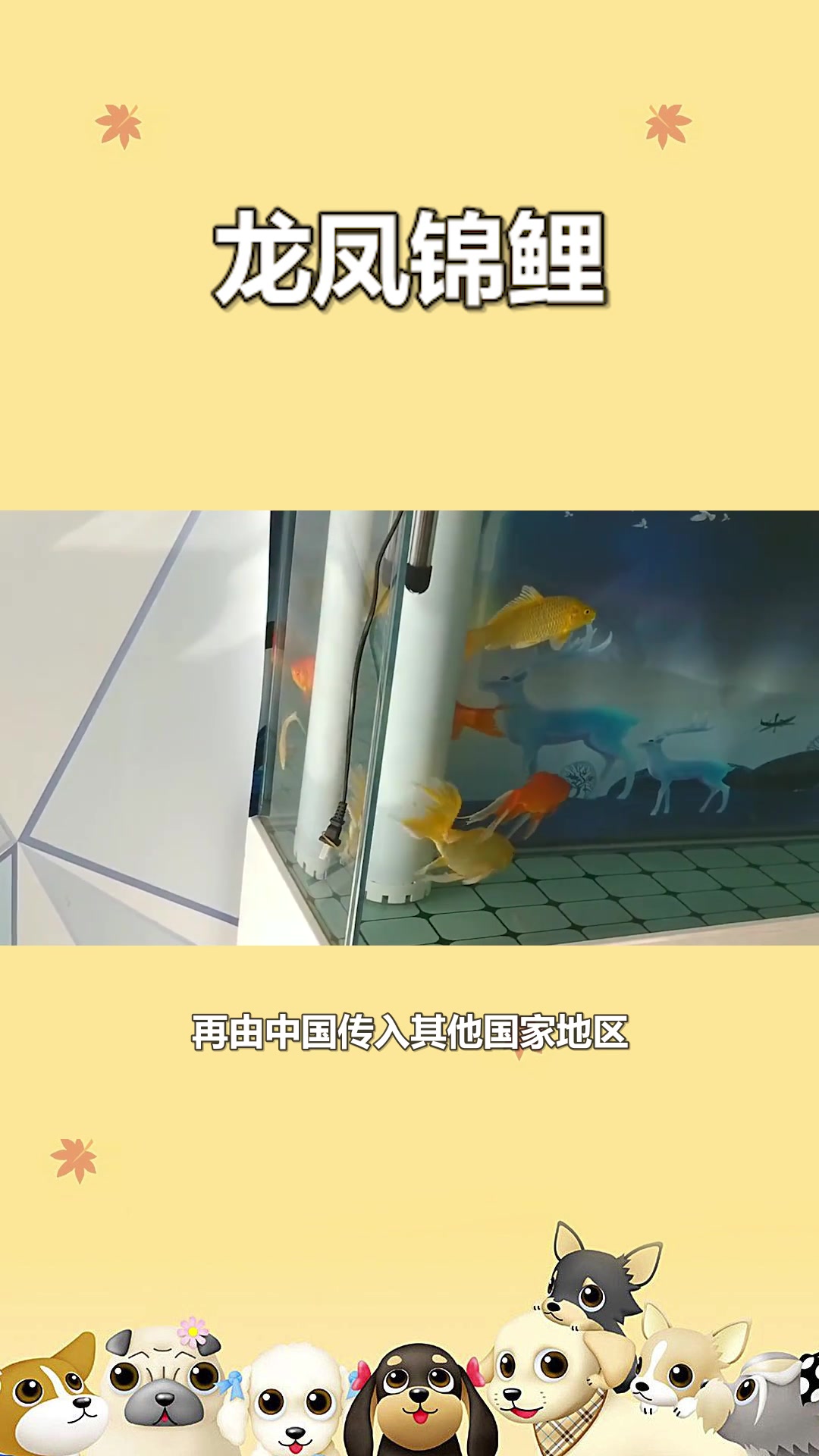 快速了解龙凤锦鲤#星知计划#