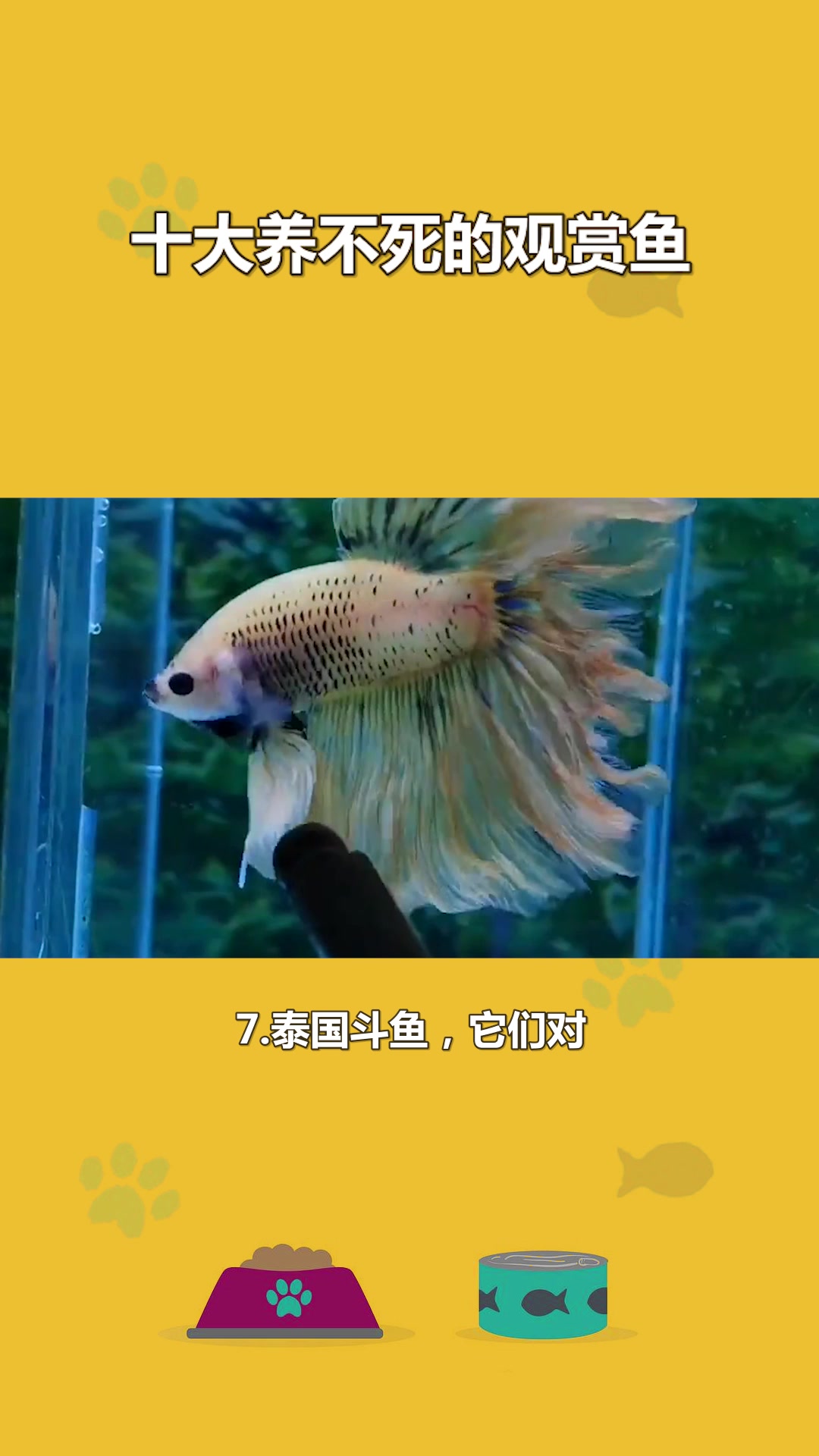 十大养不死的观赏鱼 (2)#星知计划#