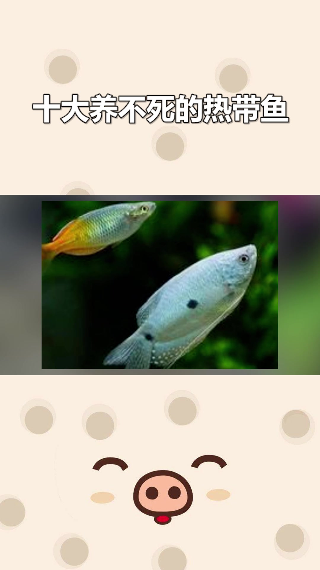 十大养不死的热带鱼 (2)#星知计划#