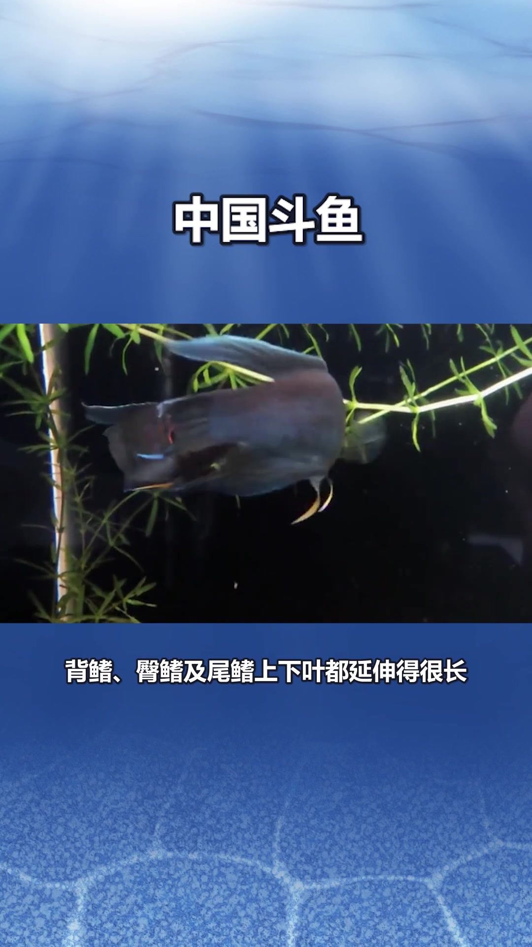 快速了解中国斗鱼 (2)#星知计划#