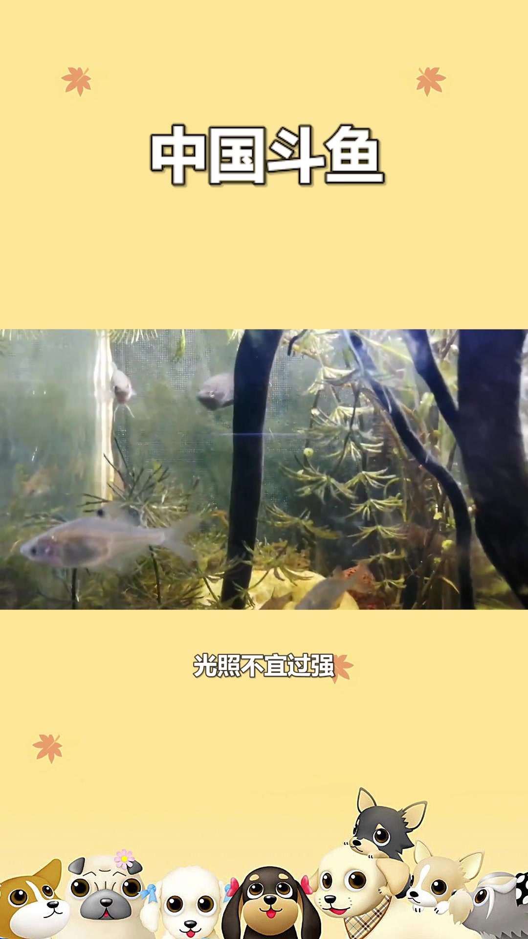 快速了解中国斗鱼#星知计划#