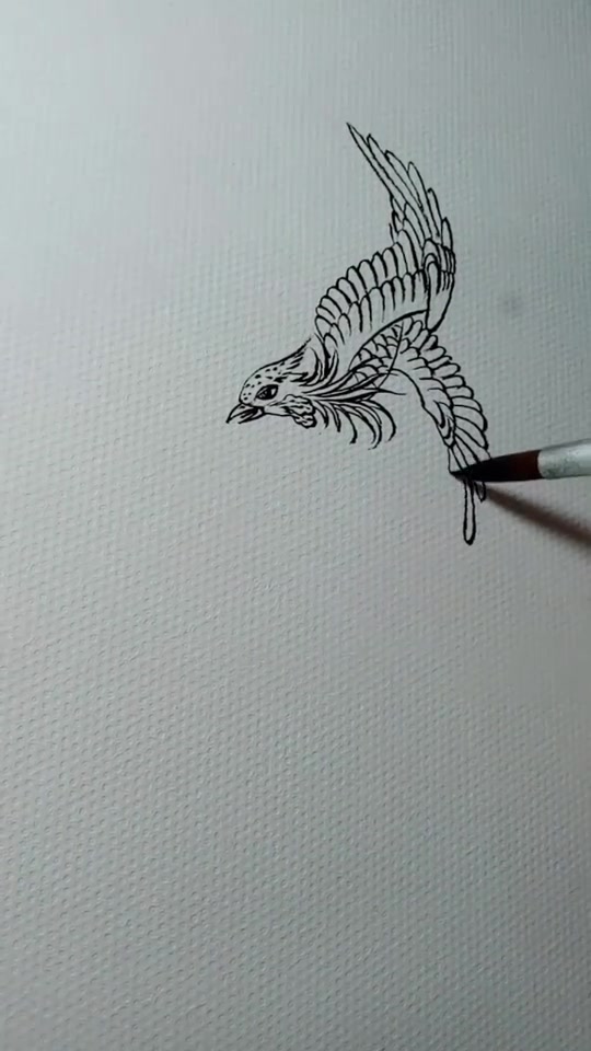 凤凰白描画法教学过程