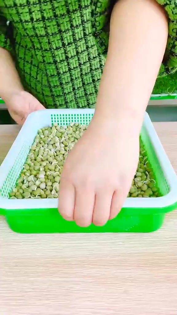 收一盘芽苗菜,晚上做丸子汤,大人小孩都爱吃,我一次能吃100个