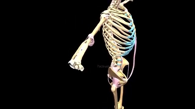  人体骨架的搭建,拼完人体206块骨骼。  人体的骨骼起着支撑身体的作用,是人体运动系统的