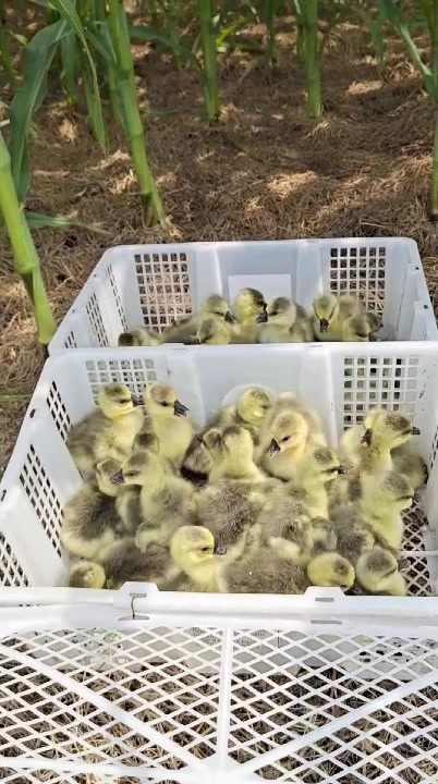 狮头鹅苗多少钱去哪里买狮头鹅苗