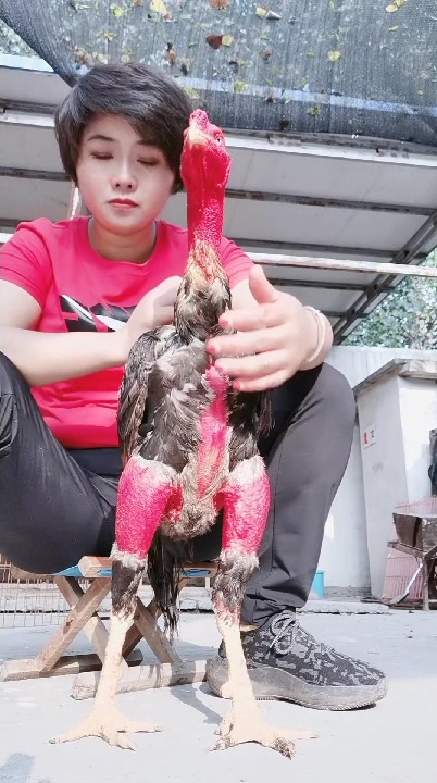 越南鬼子斗鸡喜欢的家人们来看看