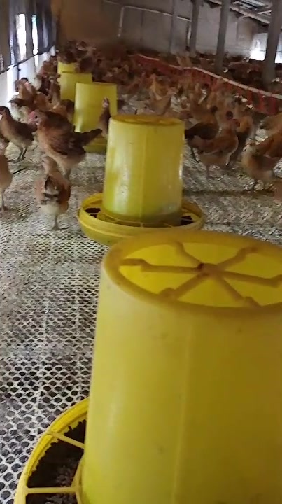 今年养殖鸡苗行情不好七八两一斤的红瑶笨公鸡苗多少钱一只