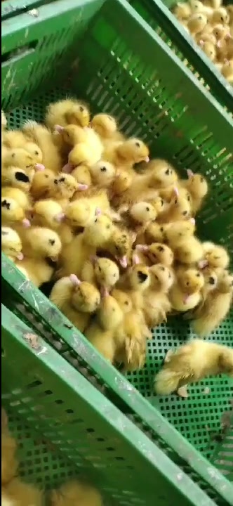 广西启业禽苗长期供应优质鸡鸭鹅苗等特禽·瑶鸡苗,K9鸡苗, 灵