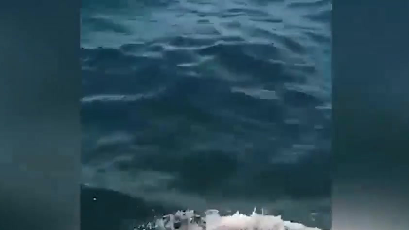 【西班牙海军游艇与鲸鱼相撞 鲸鱼潜水里玩“捉迷藏“ 船员惊慌躲闪】8月30日,西班牙一艘海