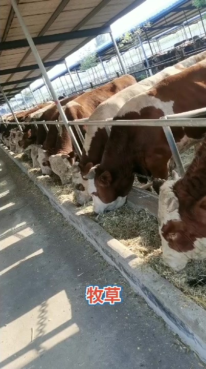 肉牛养殖快速育肥的饲料配方