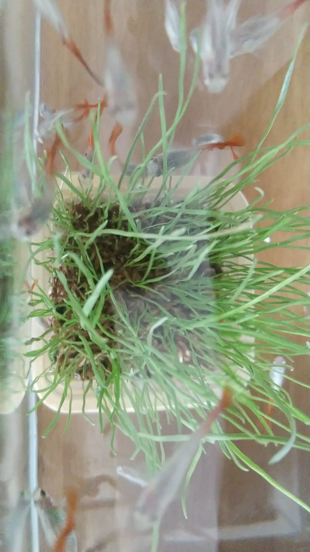 俯视观赏鱼鱼缸不一样的视角热带鱼真漂亮孔雀鱼水草缸牛尾草