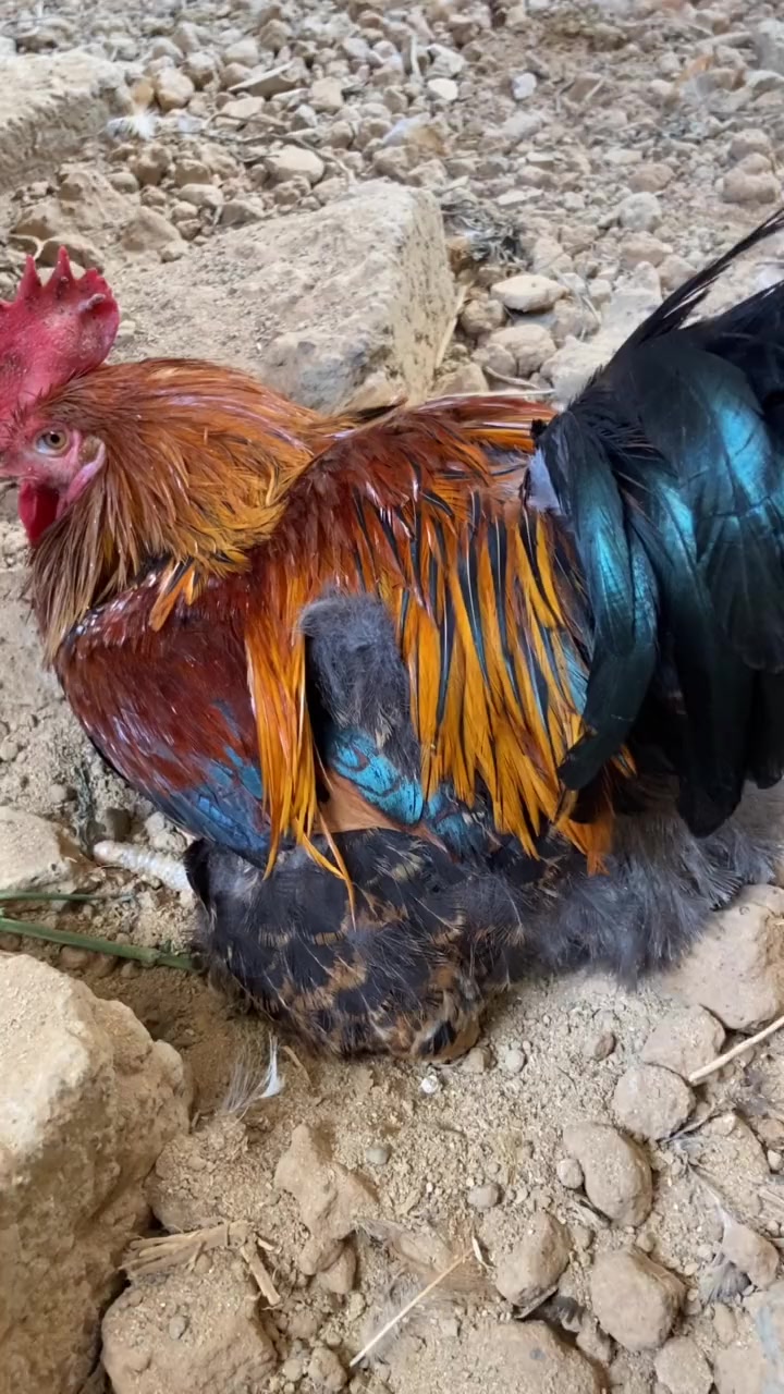 第一次见公鸡孵蛋,我没看错吧