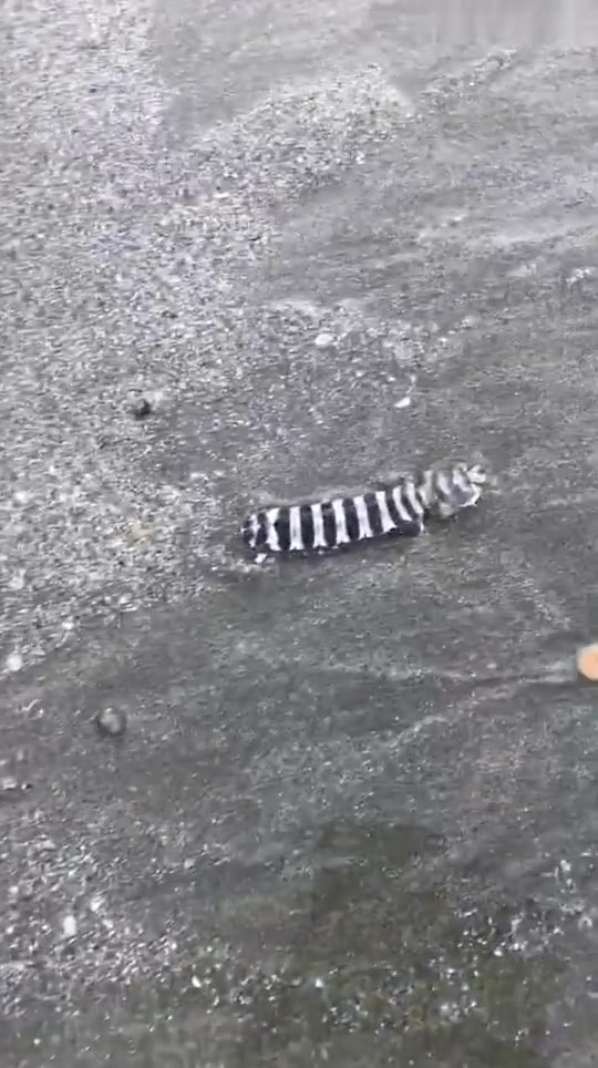 这是社会皮皮虾,有纹身的,还是豹纹