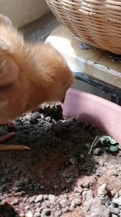 呆萌小鸡成鸡精了!