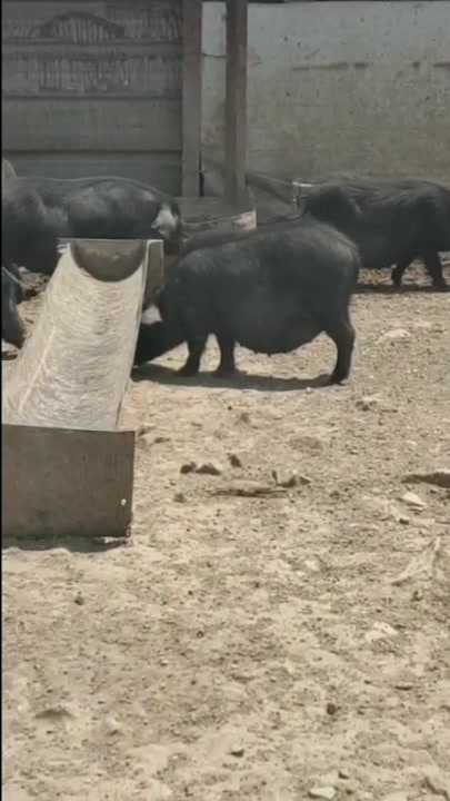 散养藏香猪,肉质杠杠得