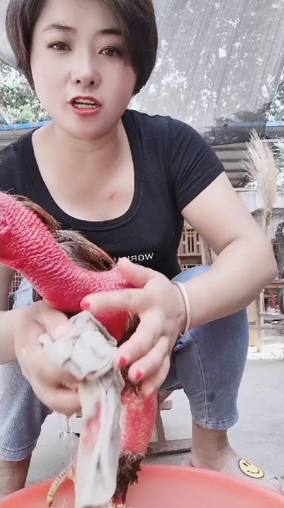 高质量的越南鬼子斗鸡七斤半左右,喜欢的大哥美看看,我是斗鸡