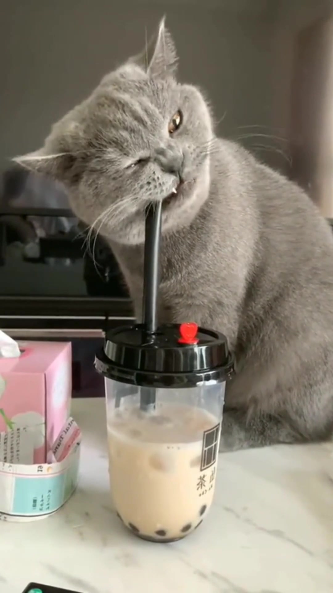 给猫咪买了一杯奶茶,结果它不会喝,哈哈
