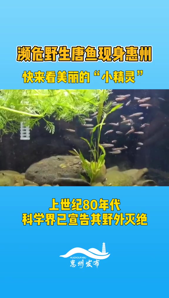 大惊喜!濒危野生唐鱼现身惠州,漂亮又可爱