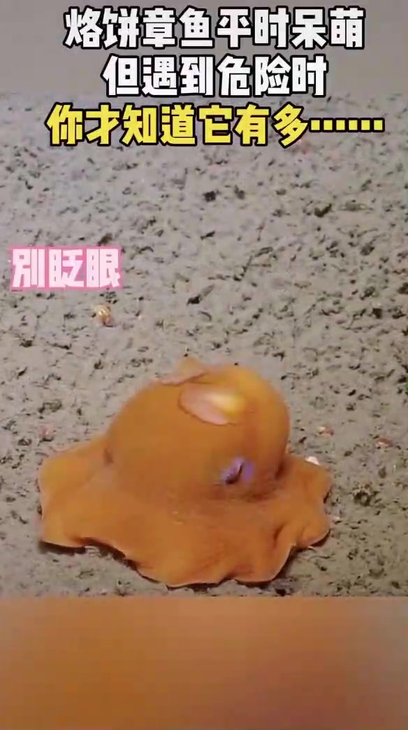 烙饼章鱼平时挺萌的,一旦遇见危险,能萌化你!