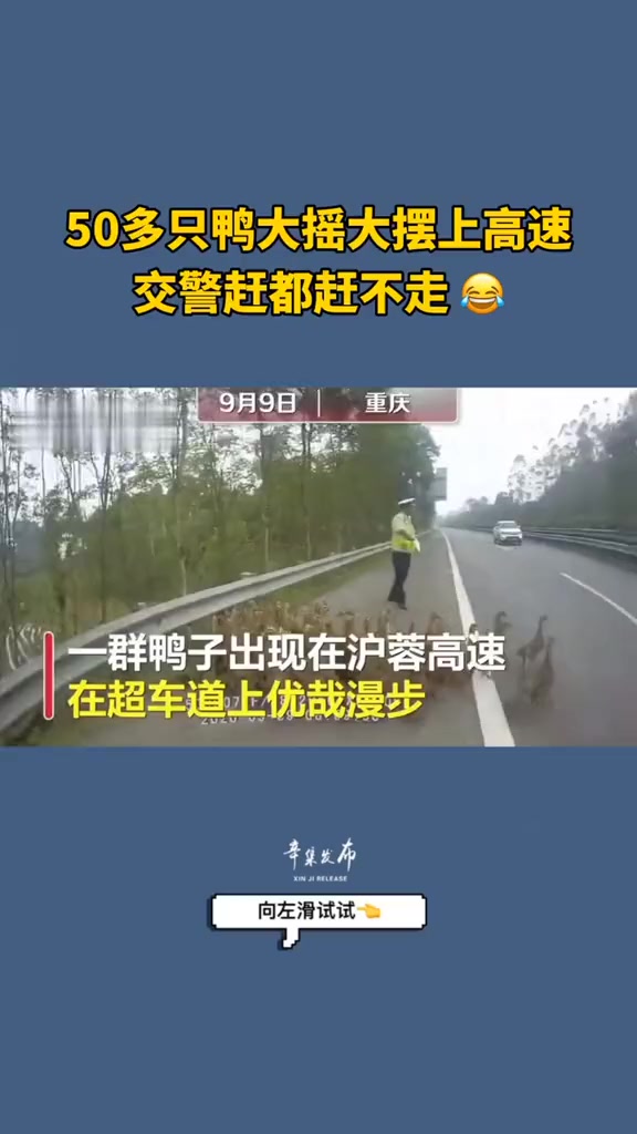 50多只鸭子在超车道上优哉漫步,几轮“大战”后才把鸭群赶走
