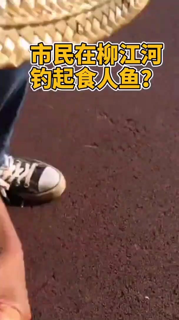 柳江河钓到食人鱼,专家说是淡水白鲳