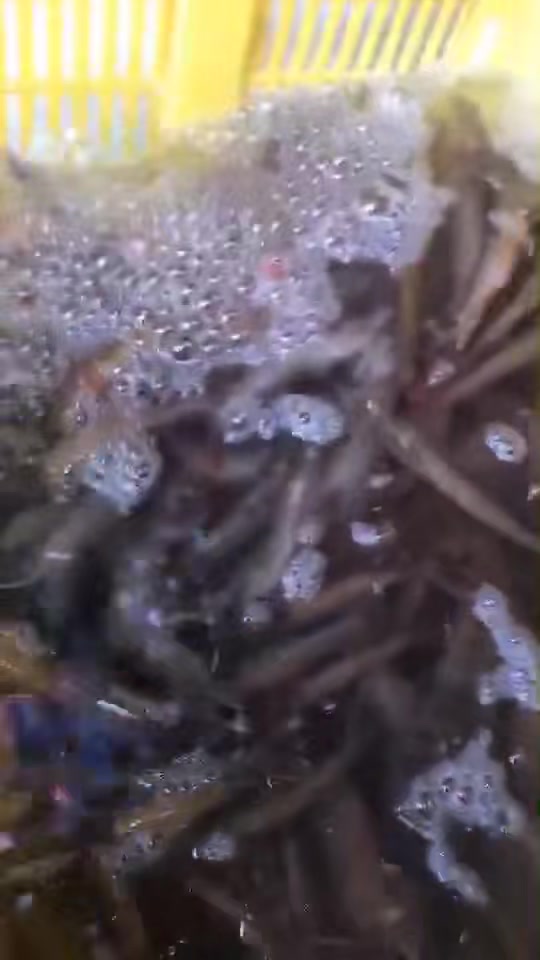 虾有很多种,上图这种虾比基围虾口感更好