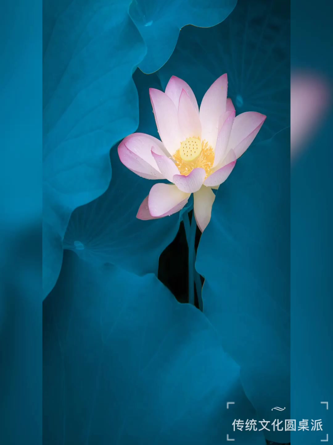 俞敏洪每日英语:一词一句·基础篇(第153天)