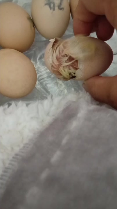 小鸡孵化出壳的过程